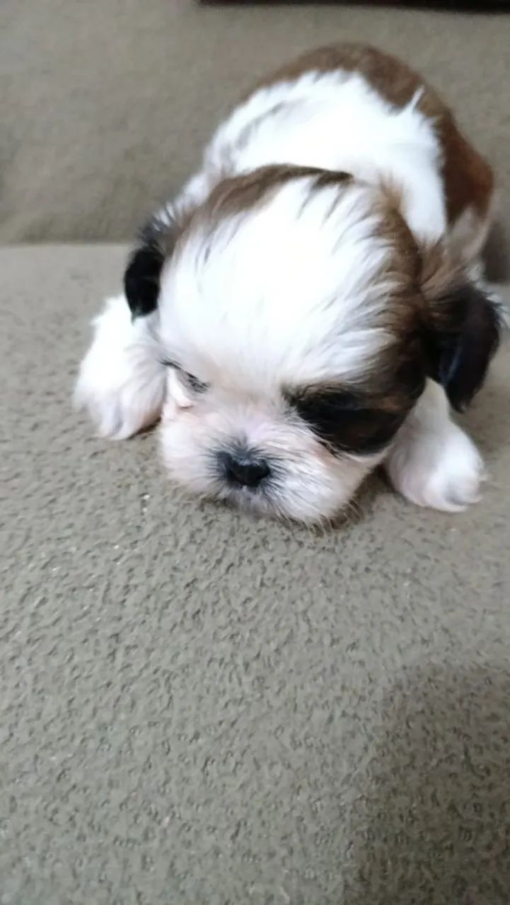 Cachorro - Foto 2