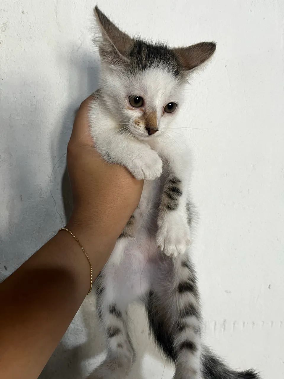 Gatinhas pra doação  - Foto 4