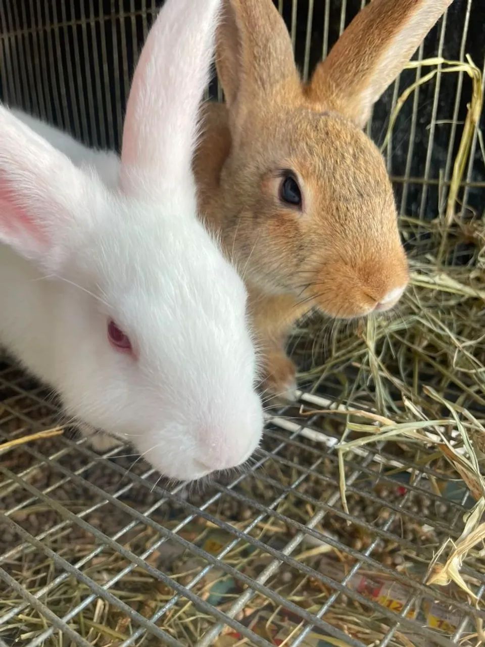 Coelhos  - Foto 2