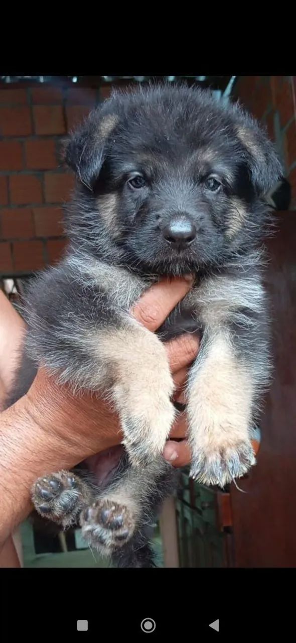 Lindas fêmeas de pastor alemão capa preta 