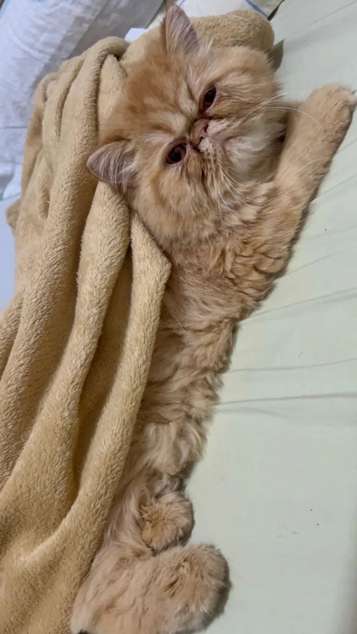 Gata persa laranja   - Foto 2