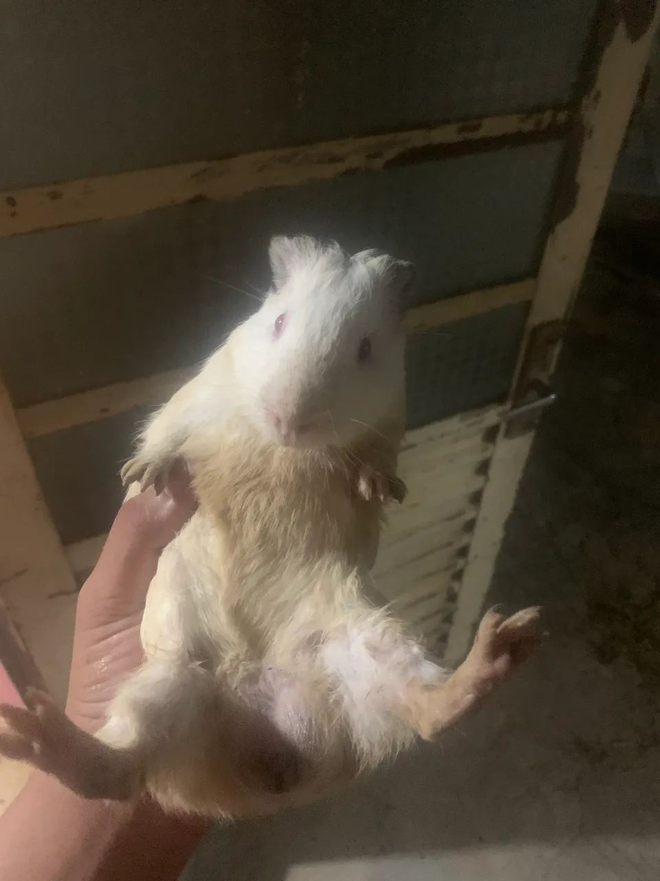 Vende-se porquinho da índia inglês Albino  - Foto 4