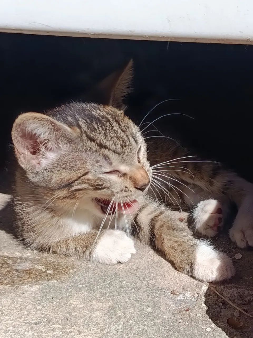 Adota-se Gatinhas