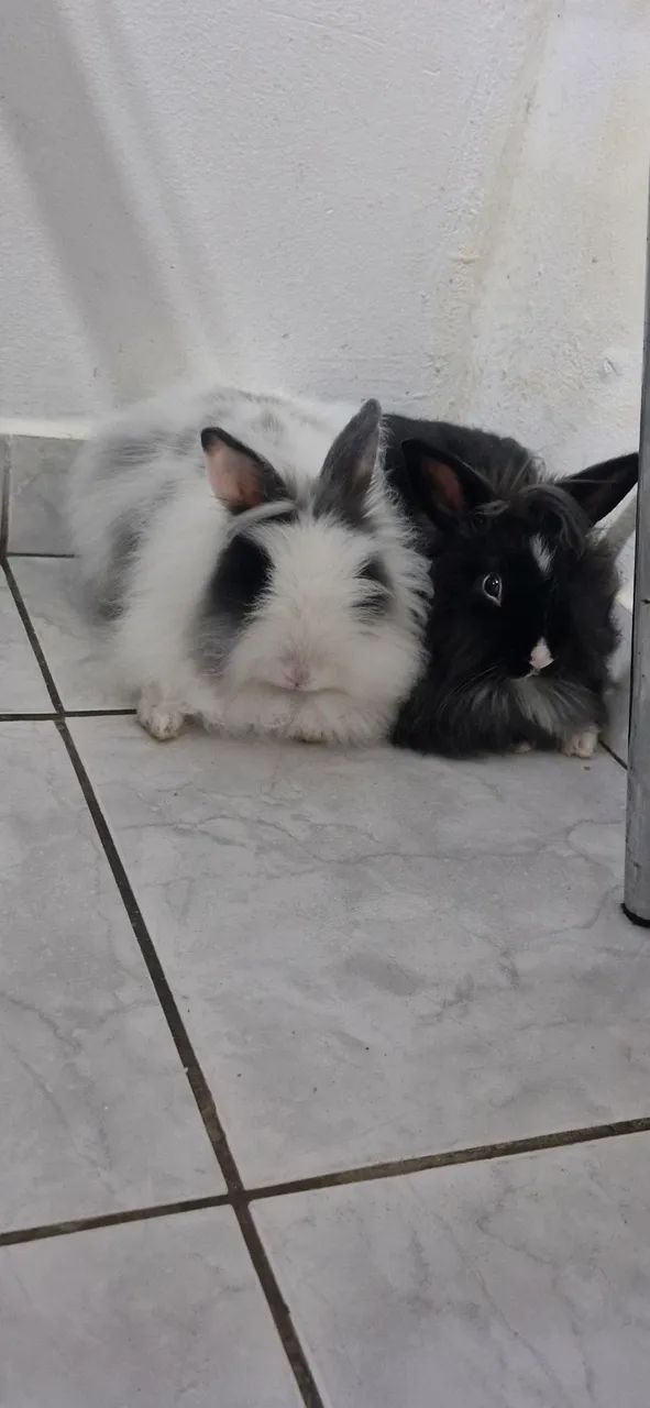 CASAL DE COELHOS COM ACESSÓRIOS INCLUSOS