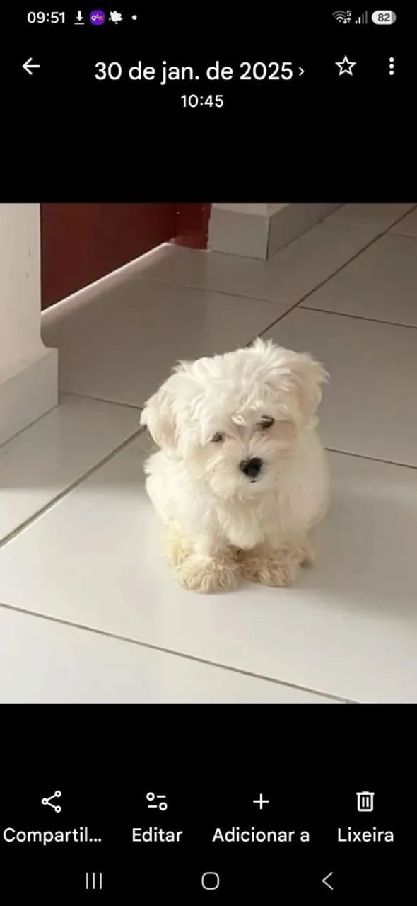 Maltês Macho Micro  - Foto 2
