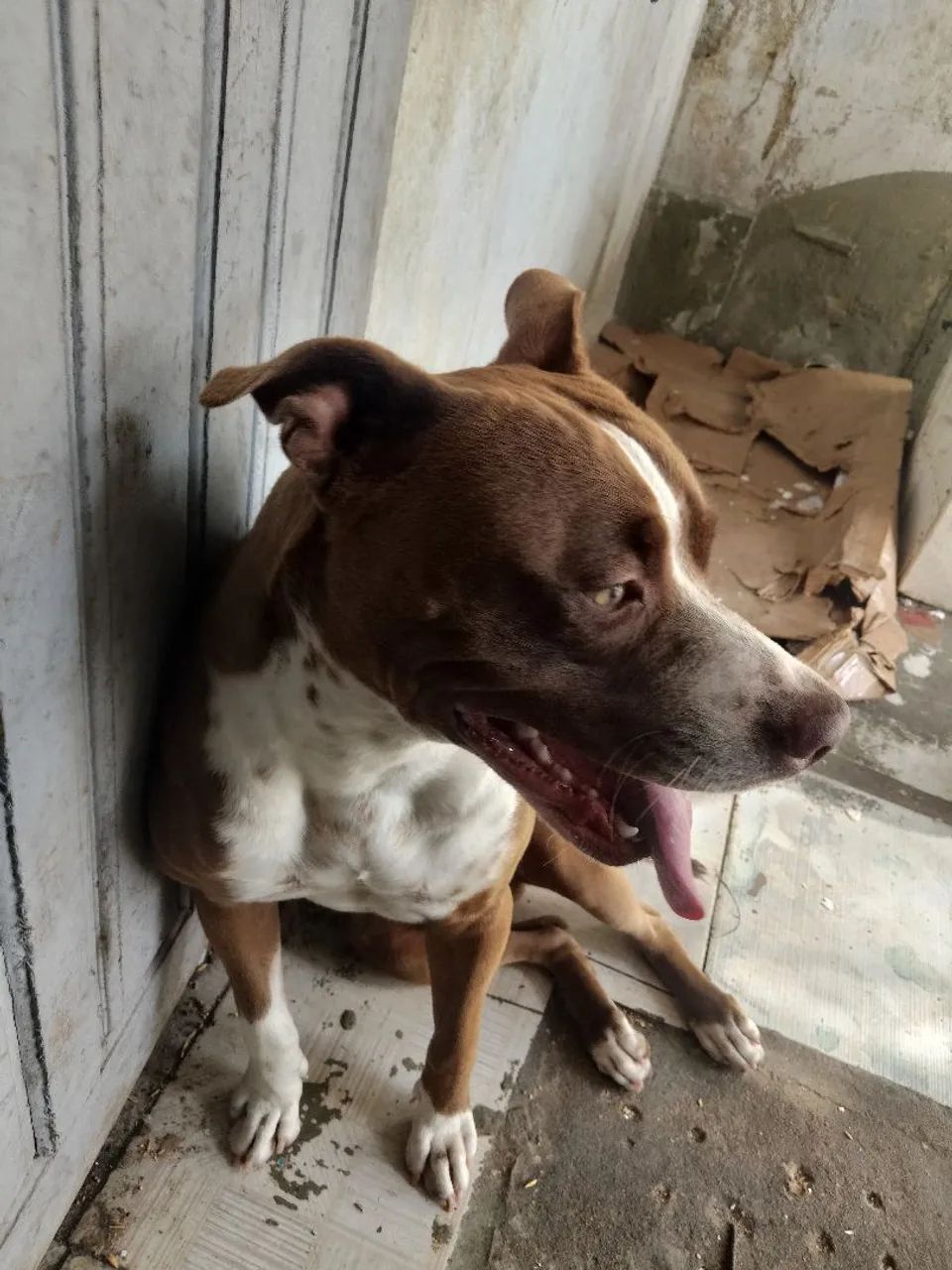 Vendo Pitbull Macho ,
