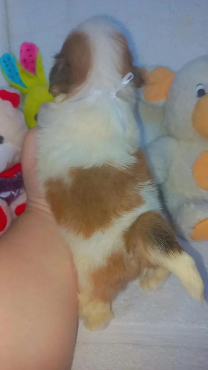 Shih tzu  - Foto 3