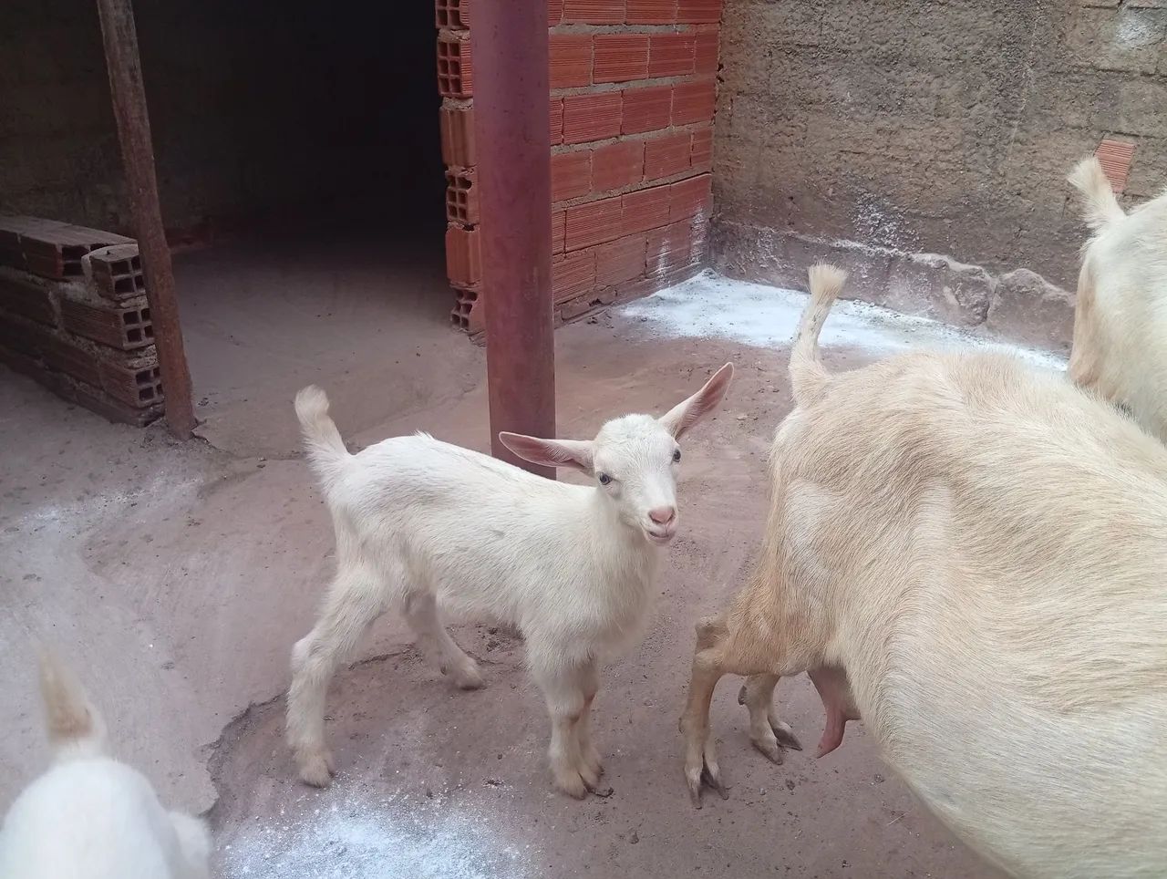 Cabrito Saanem  - Foto 2