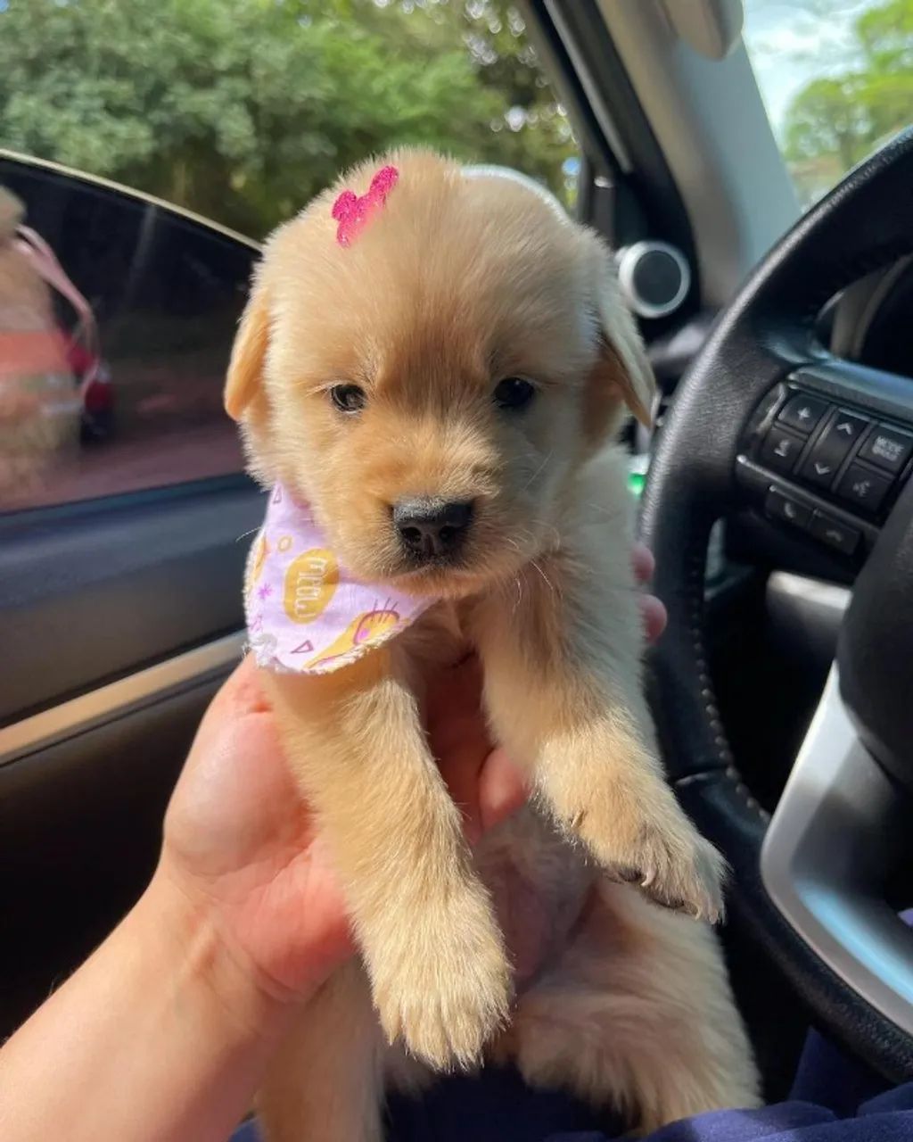 Golden Retriever