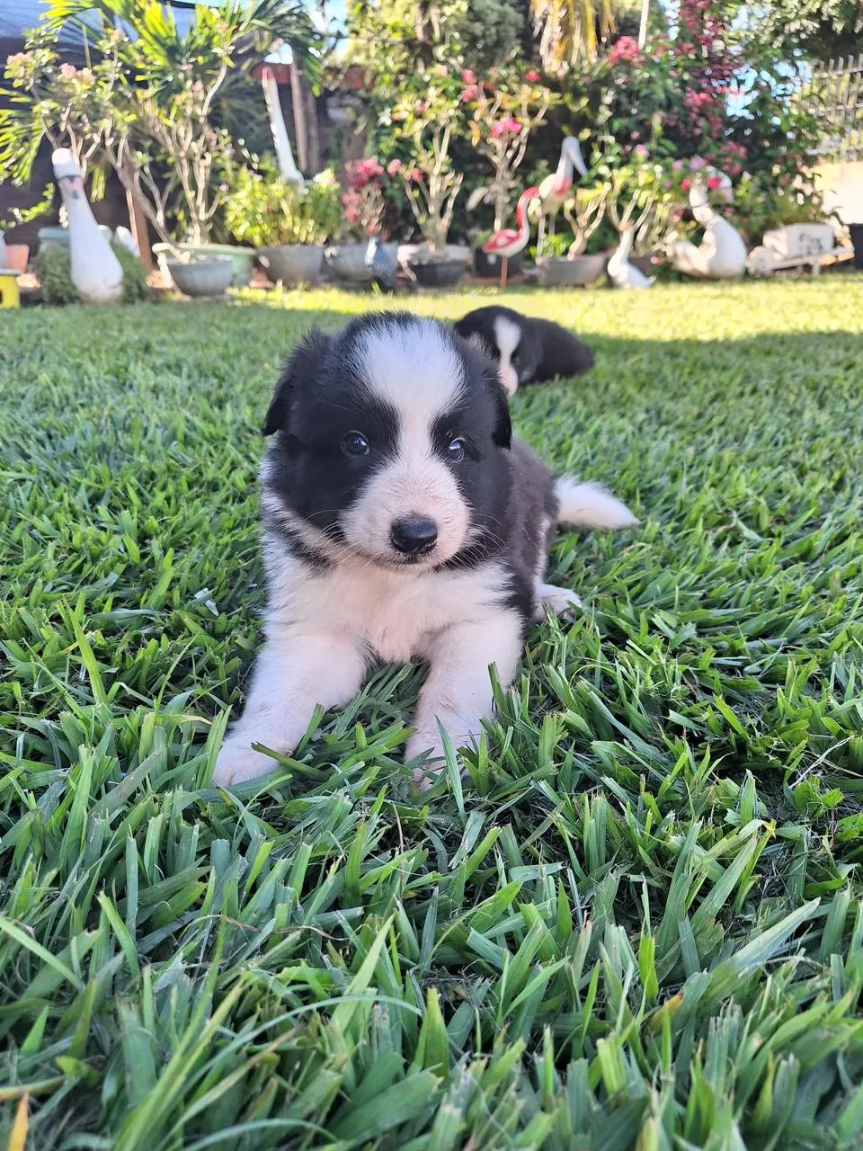 Border Collie Machos à Venda. - Foto 5