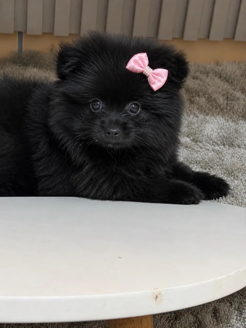 Filhotes de Spitz alemão com pedigree  - Foto 2