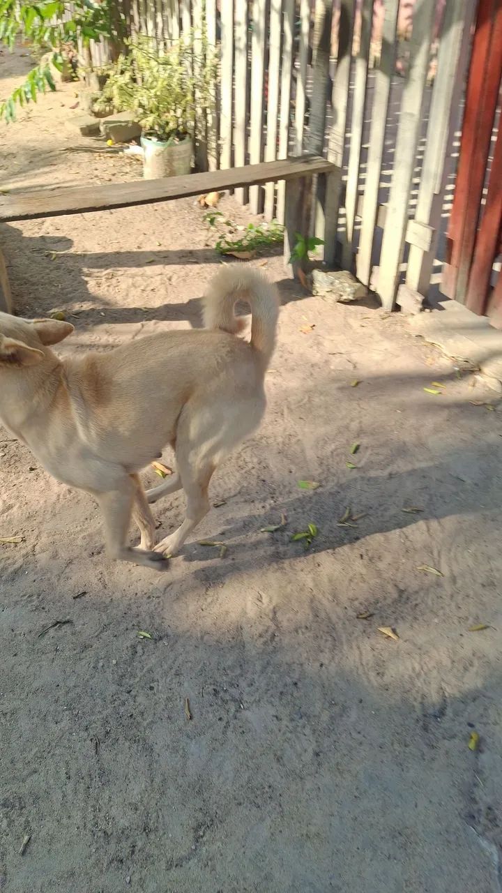 Doa- se cadela raça Chow Chow com vira lata - Foto 3