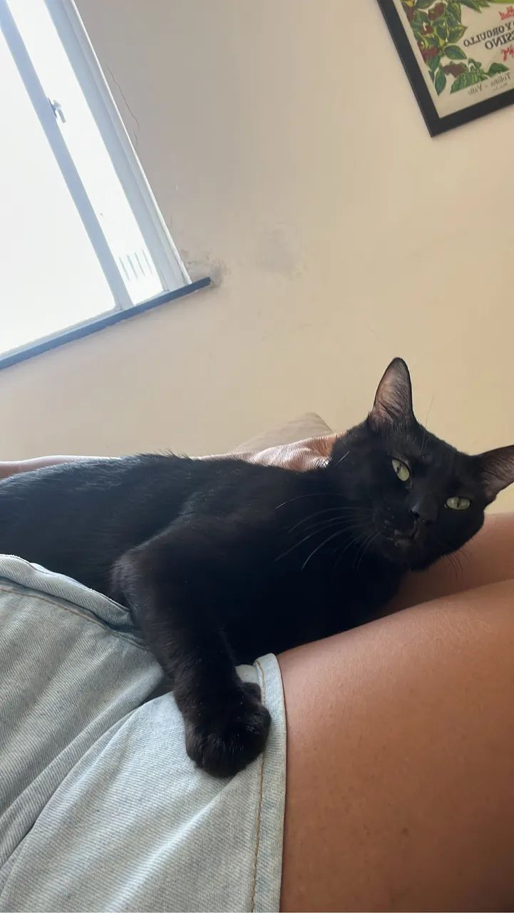 Gato preto ? para adoção - Foto 3