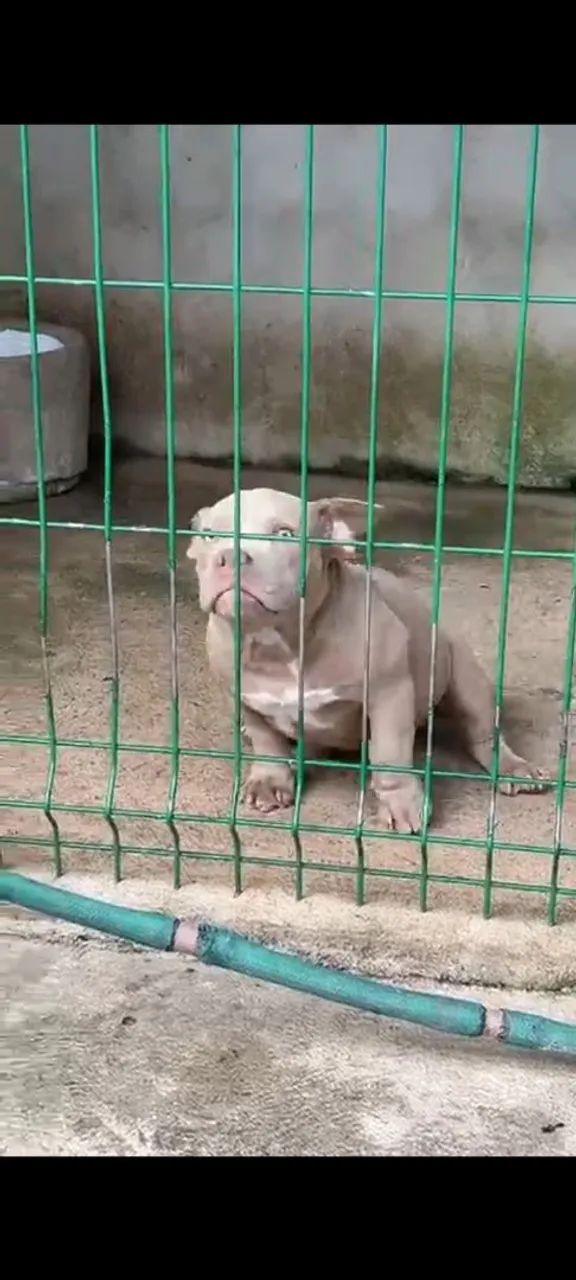 American Bully micro fêmea Lilac  - Foto 5