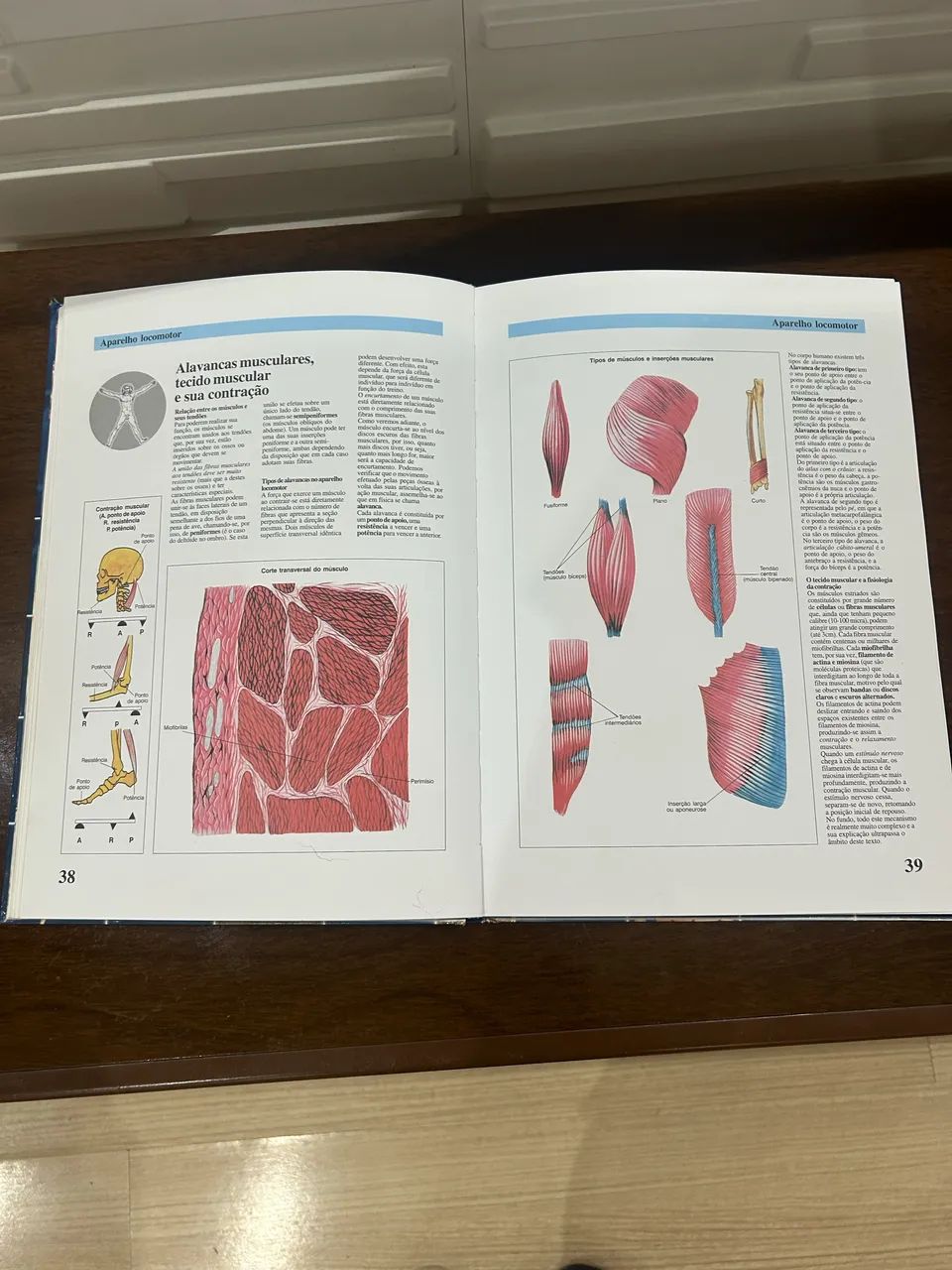 Atlas de anatomia 