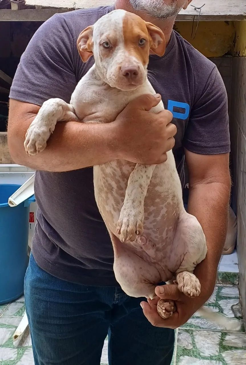Animais - Foto 3