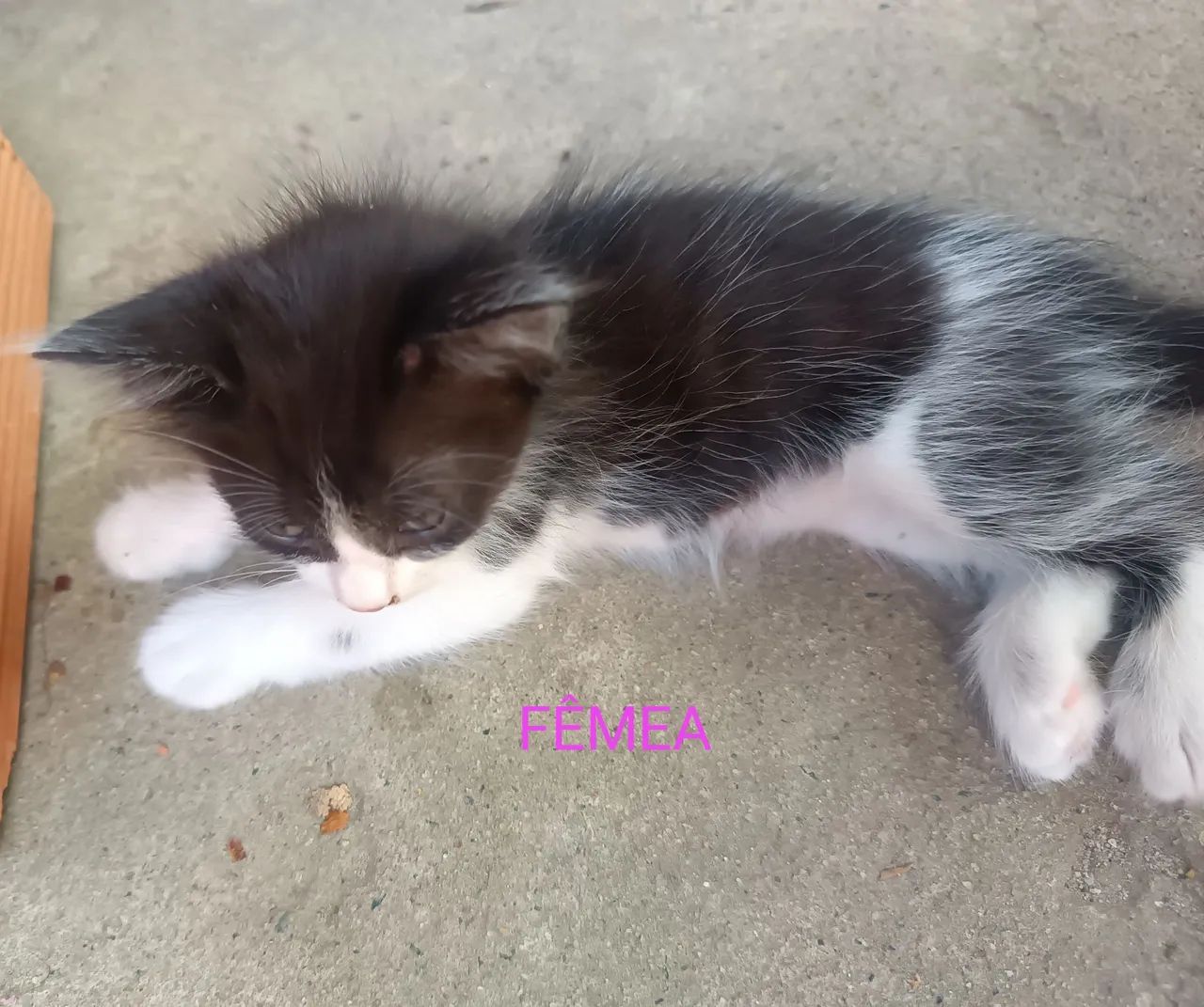 Doa-se gatinhos  - Foto 2