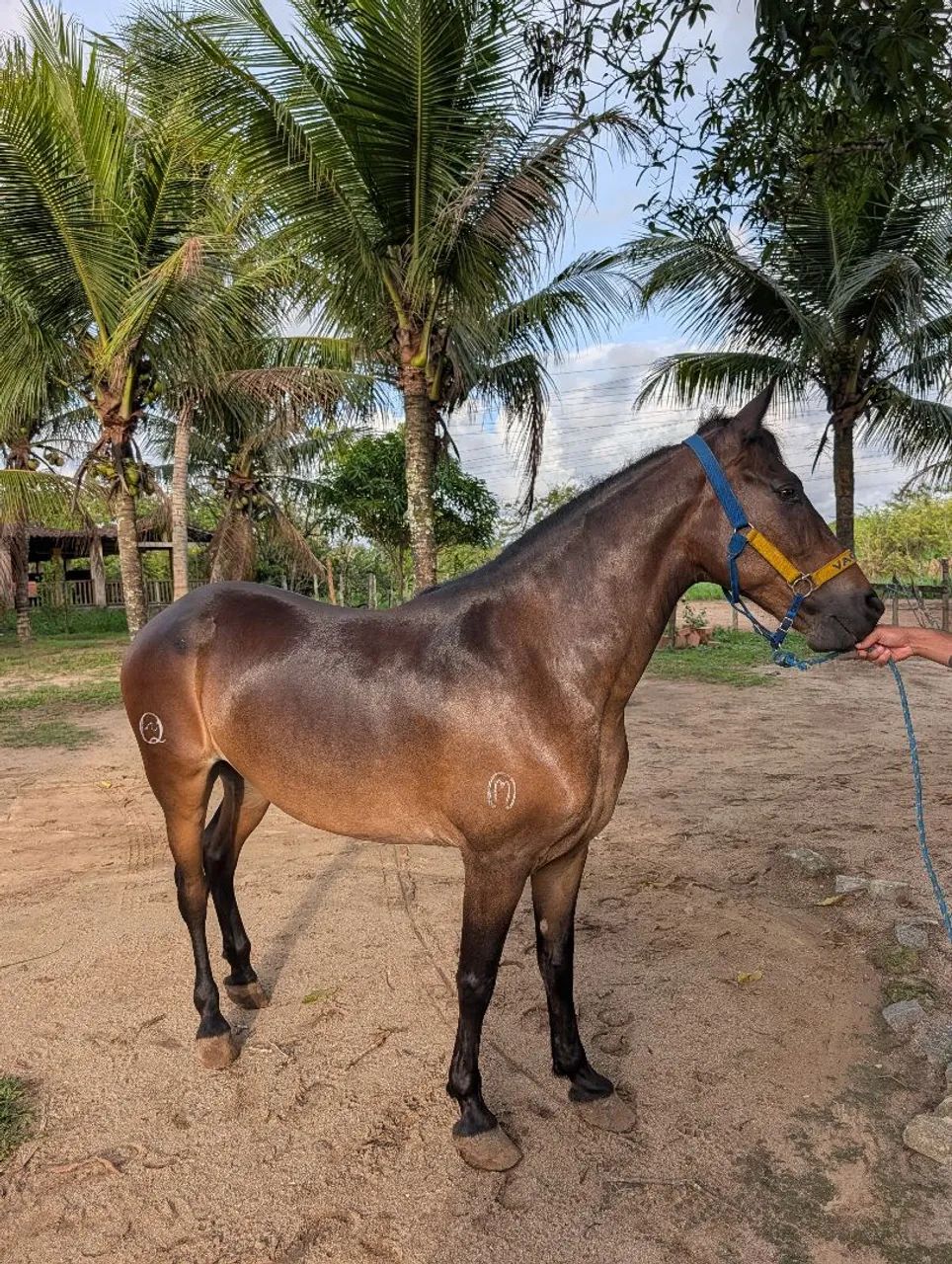 Cavalo (filho do Iraque Pontal) - Foto 3