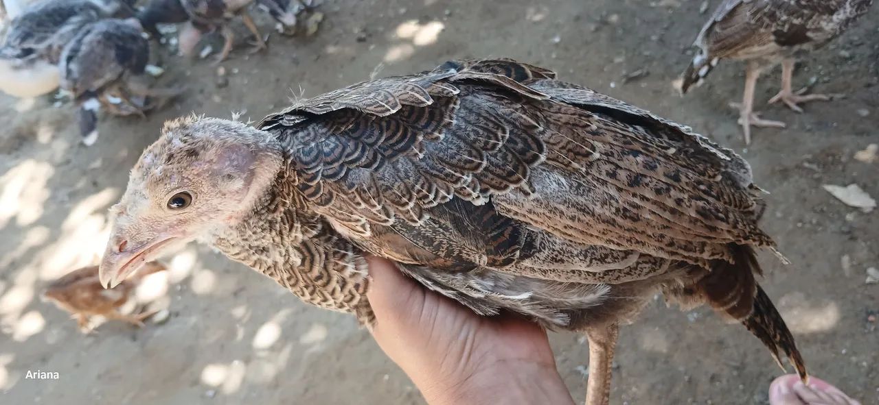 Vendo filhote de Peru  - Foto 3