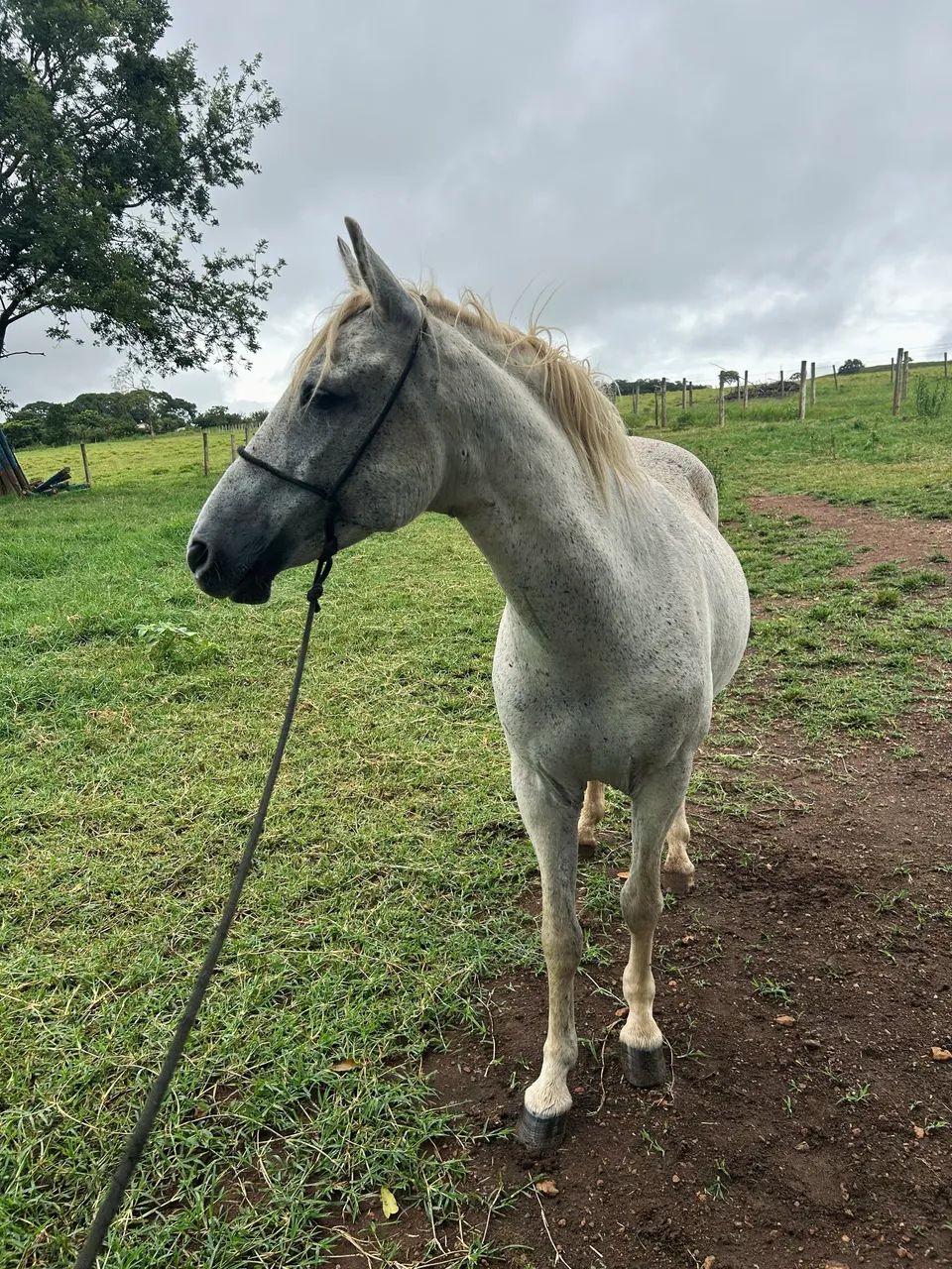 Cavalo Manga larga marchador, aceito proposta  - Foto 4
