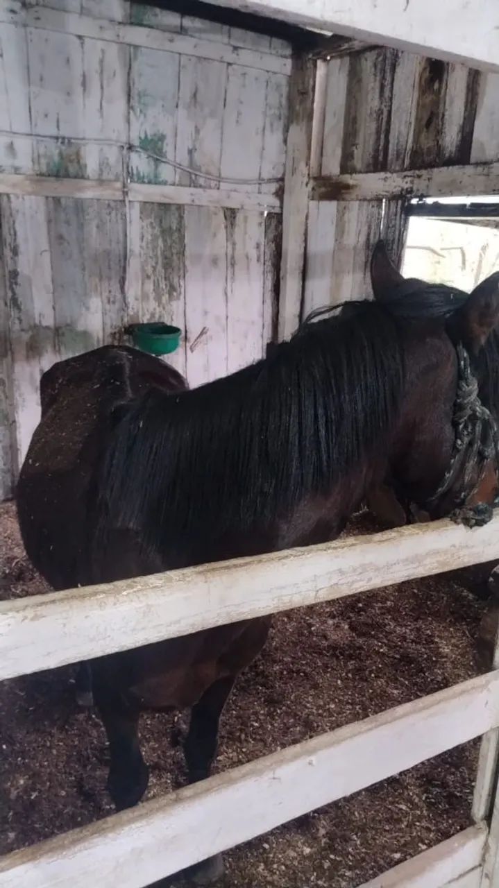 Troco por ovelha - Foto 2