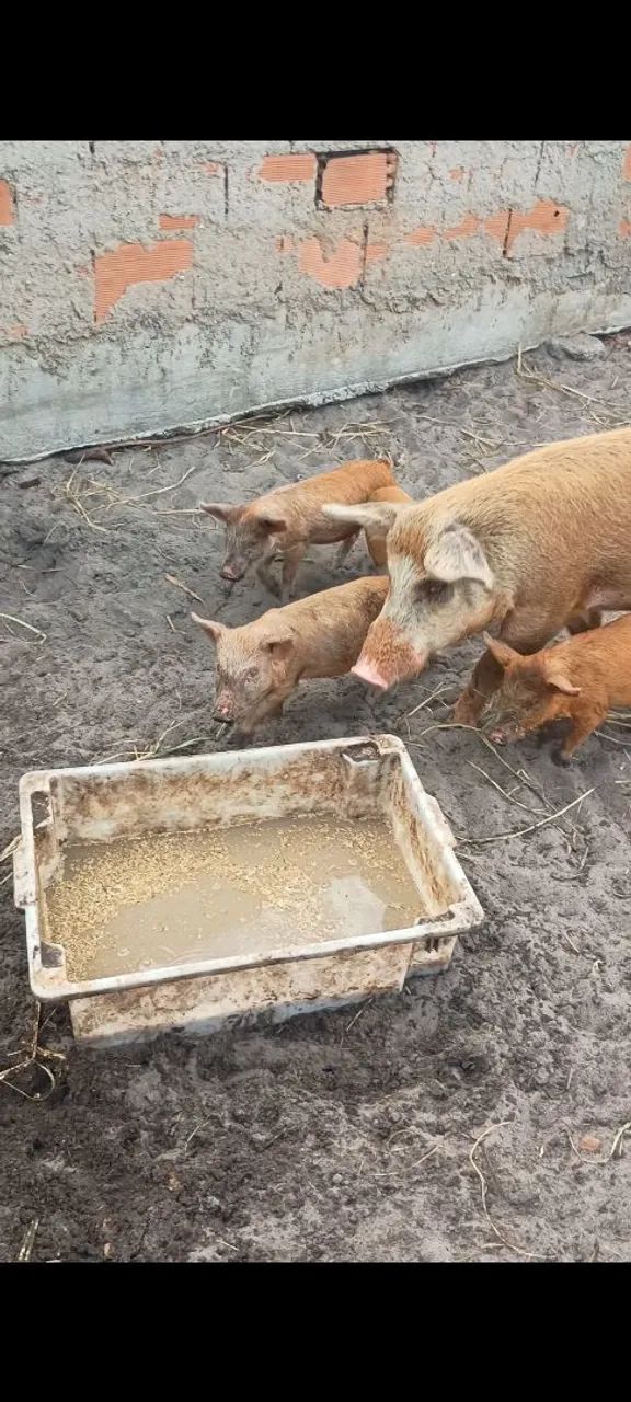 Vendo leitões  - Foto 2