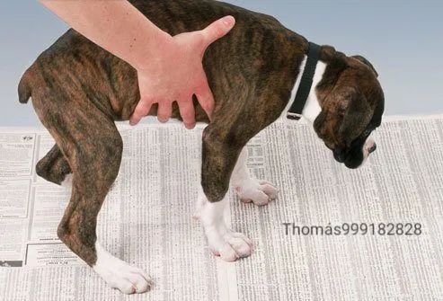 JORNAL HIGIÊNICO PARA PET - Foto 4