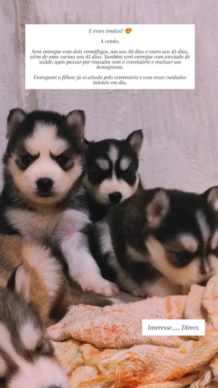 Filhotes Husky  - Foto 2
