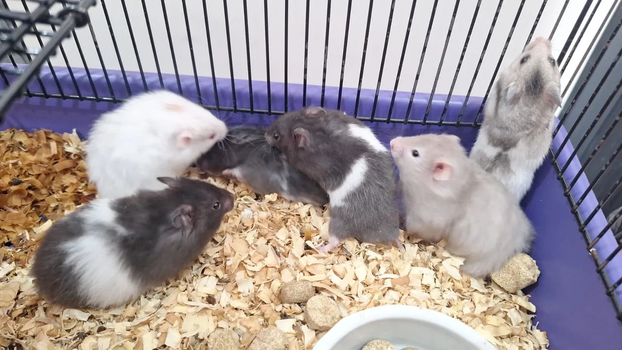 Hamster sírio  - Foto 2