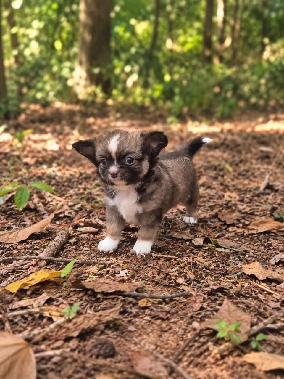 Chihuahua Pelo Longo 