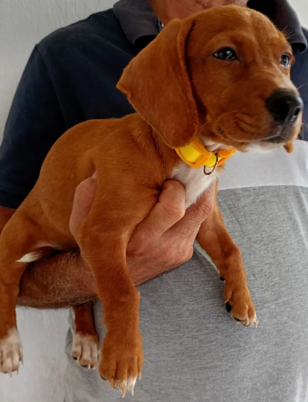 Vende se lindos filhotes de Dachshund mas conhecidos como salsichinhas!!