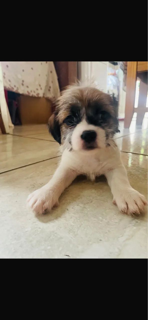 Shih tzu - Foto 3