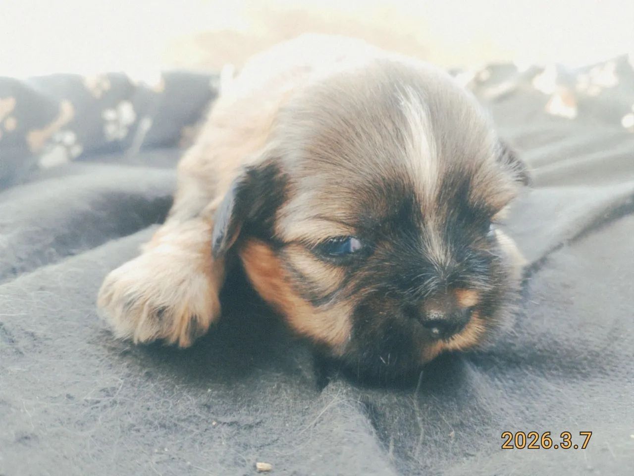 Lhasa Apso  - Foto 2