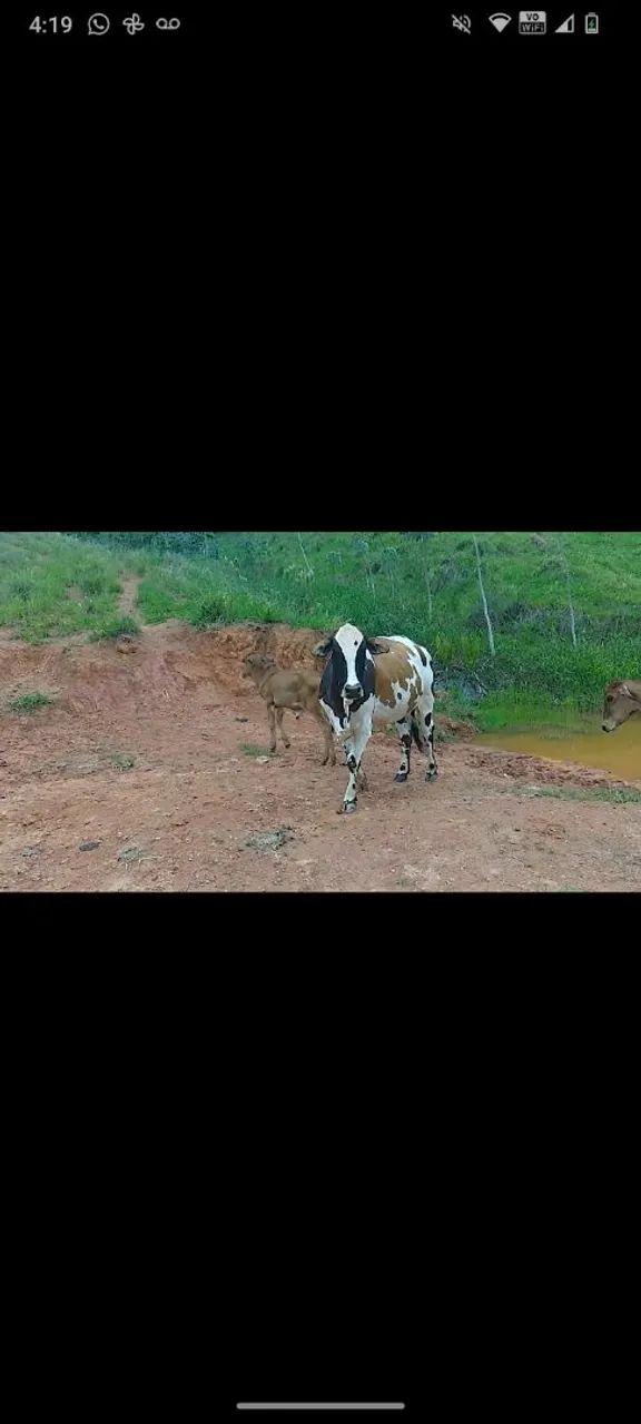 Vaca nelorada  - Foto 3