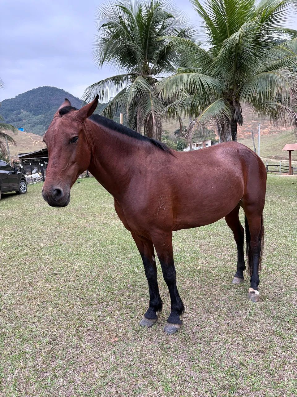 Égua mangalarga marchador  - Foto 3