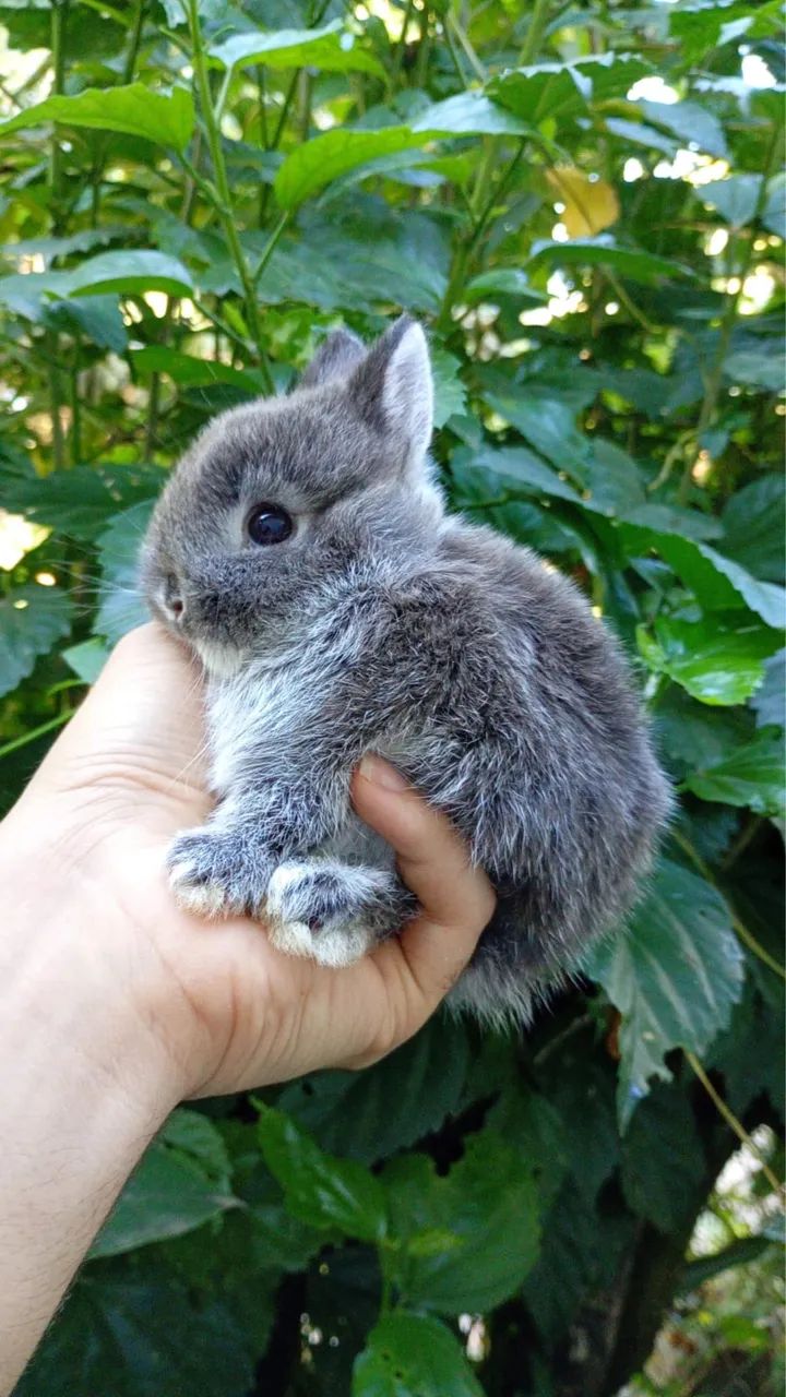 Anão netherland 