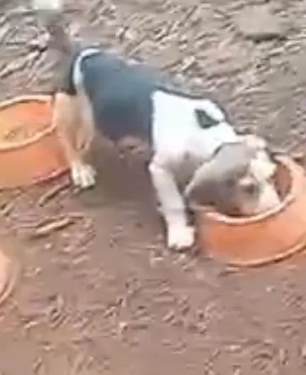 Beagle lindos e muito brincalhoes 