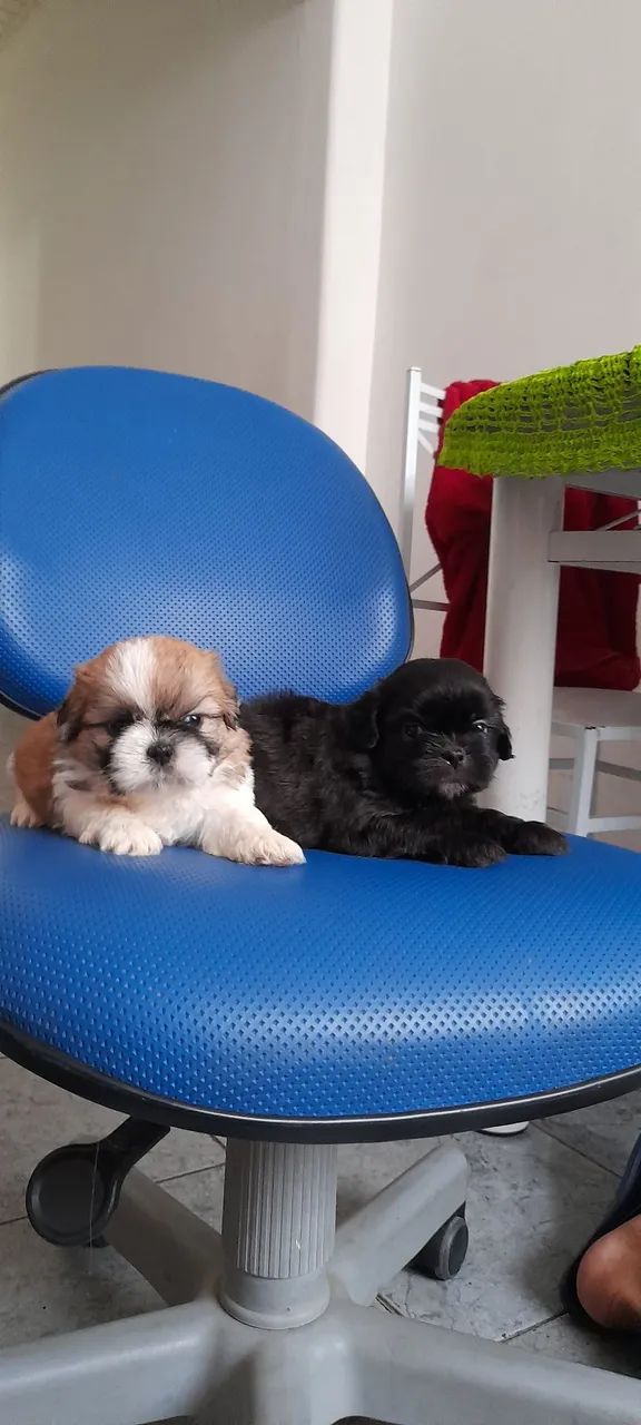 Shih tzu  - Foto 3