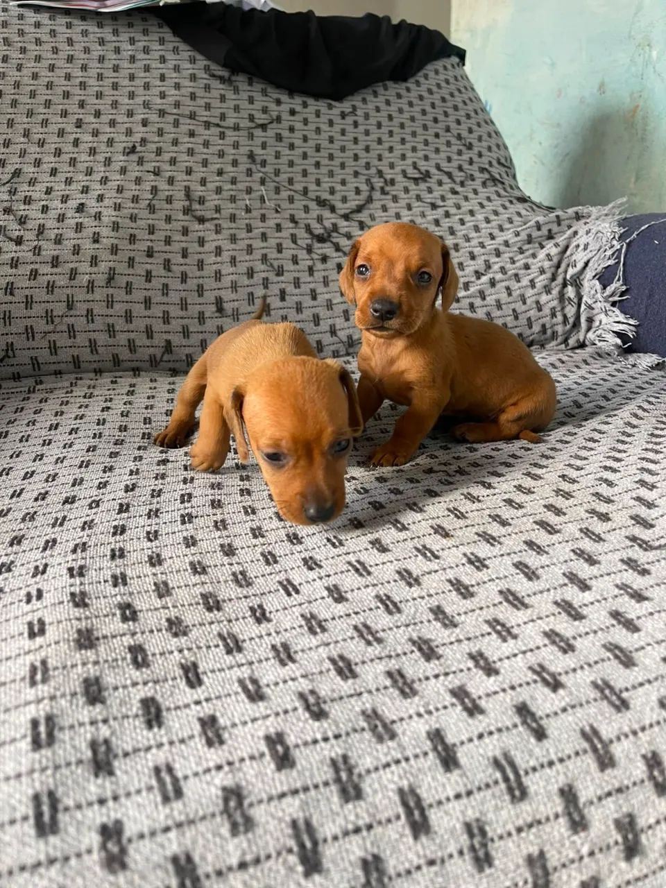 Lindos filhotes de salsicha  - Foto 4