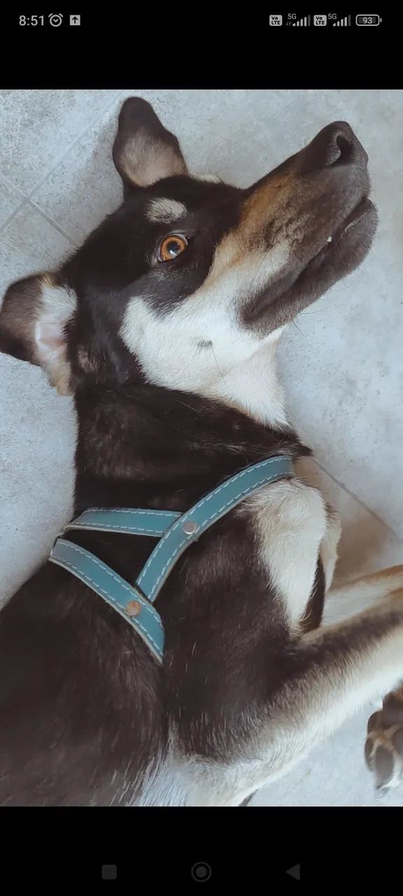 DOA -SE UM CACHORRO 