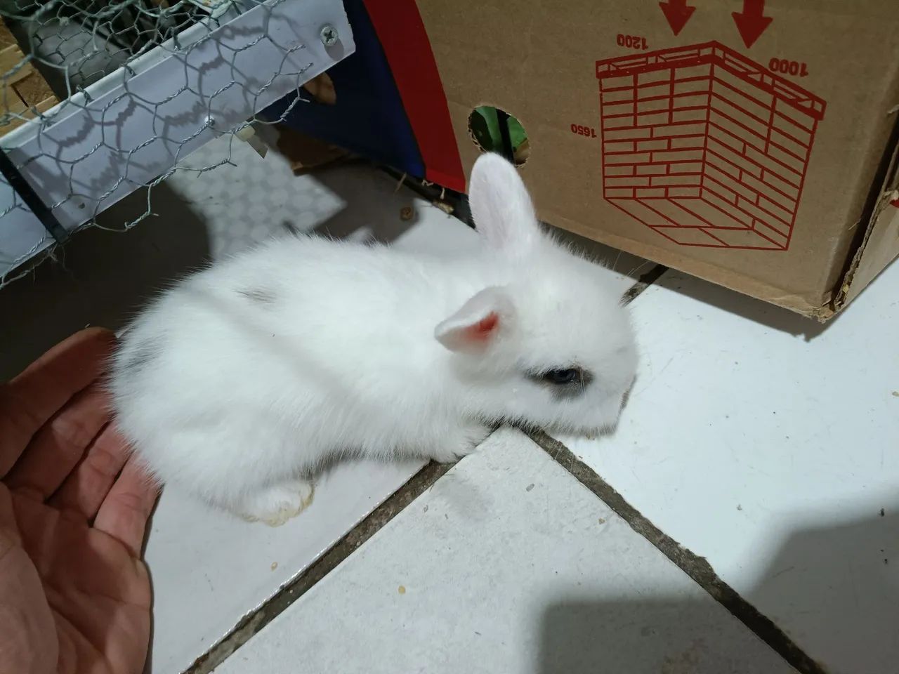Teddy - Foto 2