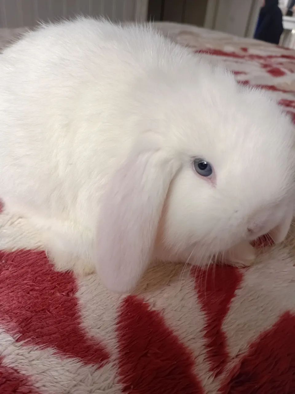Mini lop  - Foto 3