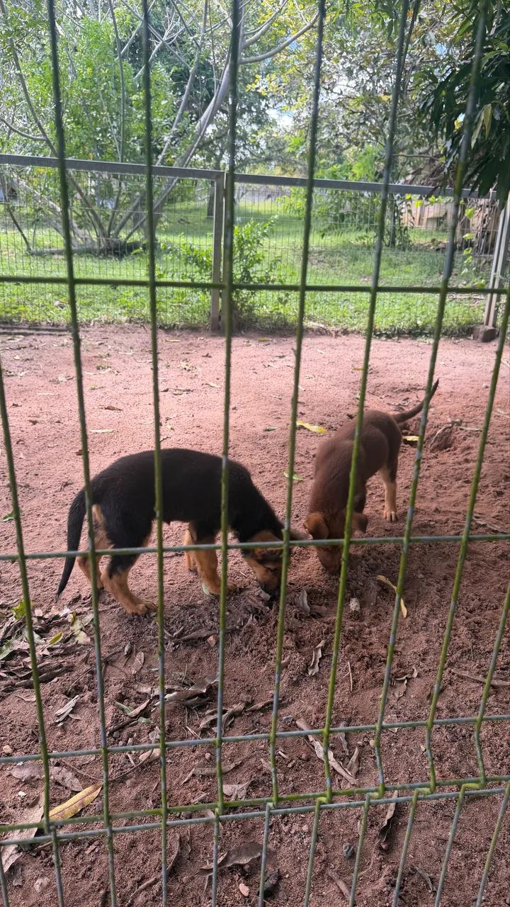 Animais - Foto 3