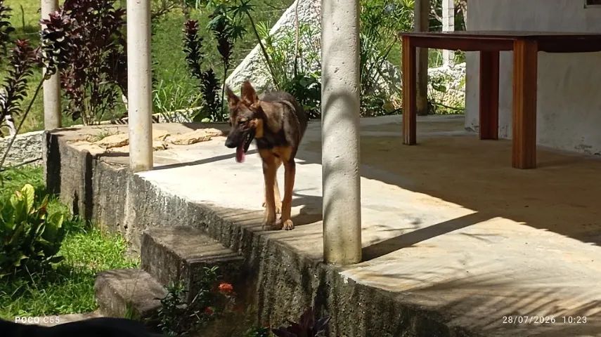 Cachorro pastor alemão  - Foto 2
