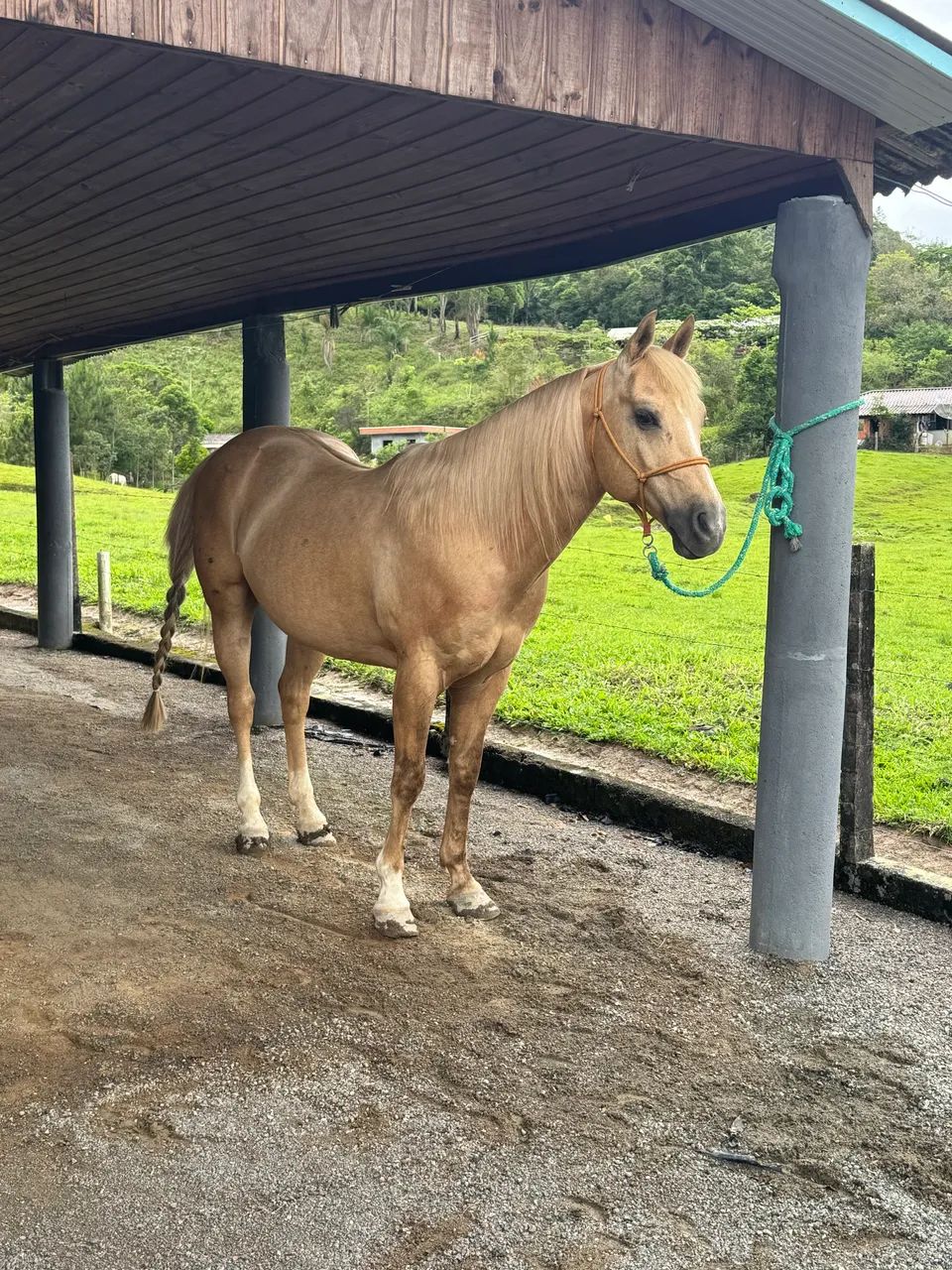 cavalo quarto de milha - Foto 3