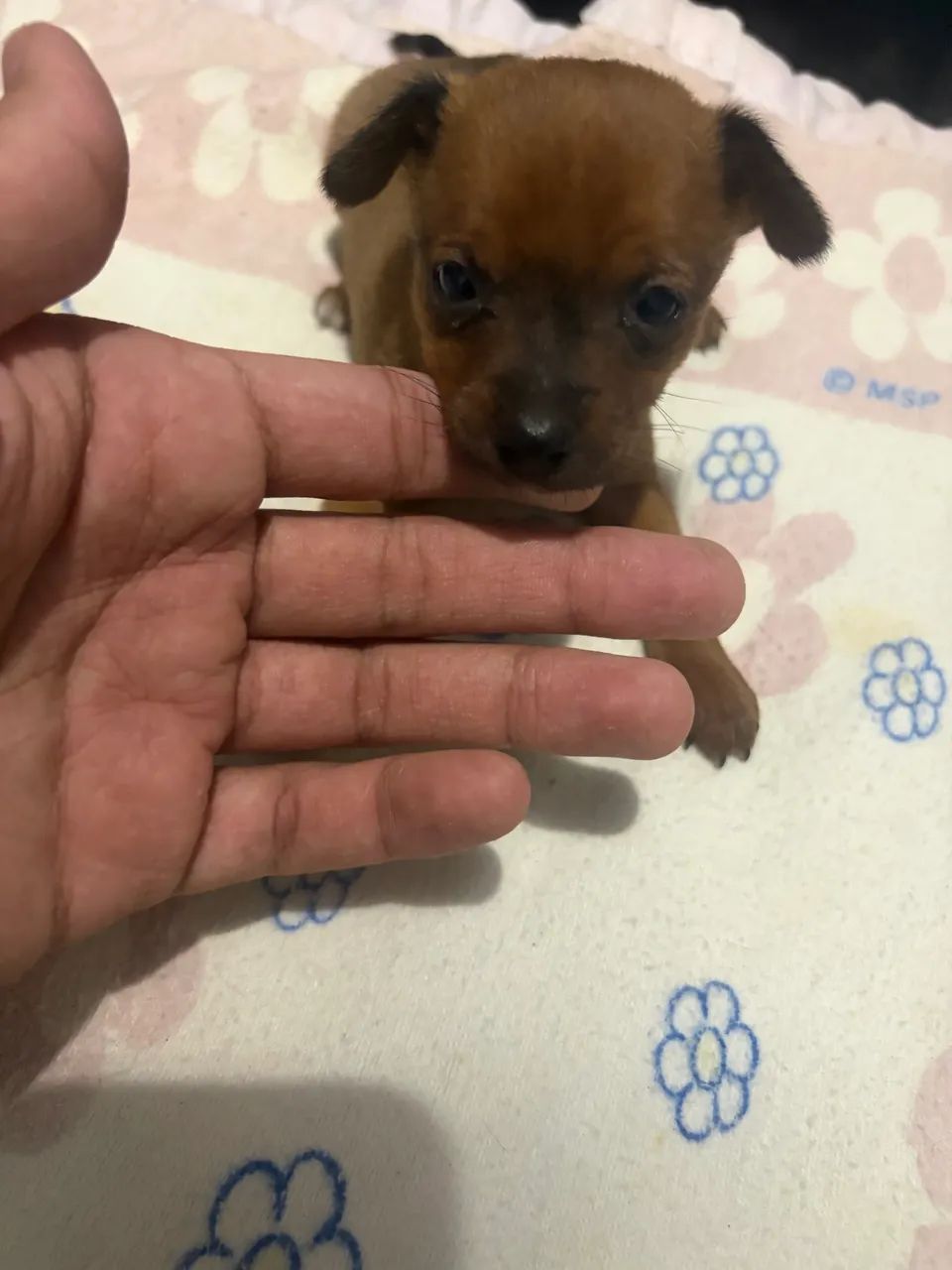 Pinscher macho - Foto 4