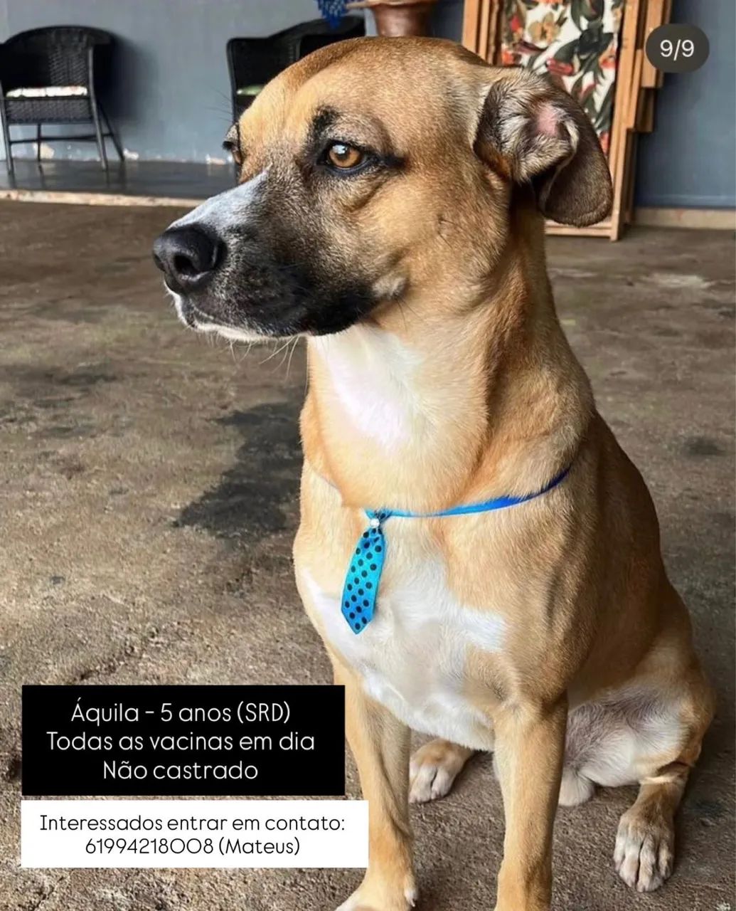 Doação de cachorro 