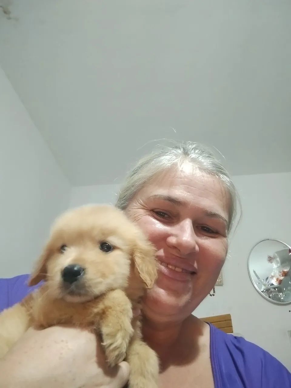 Golden retrivier  - Foto 2