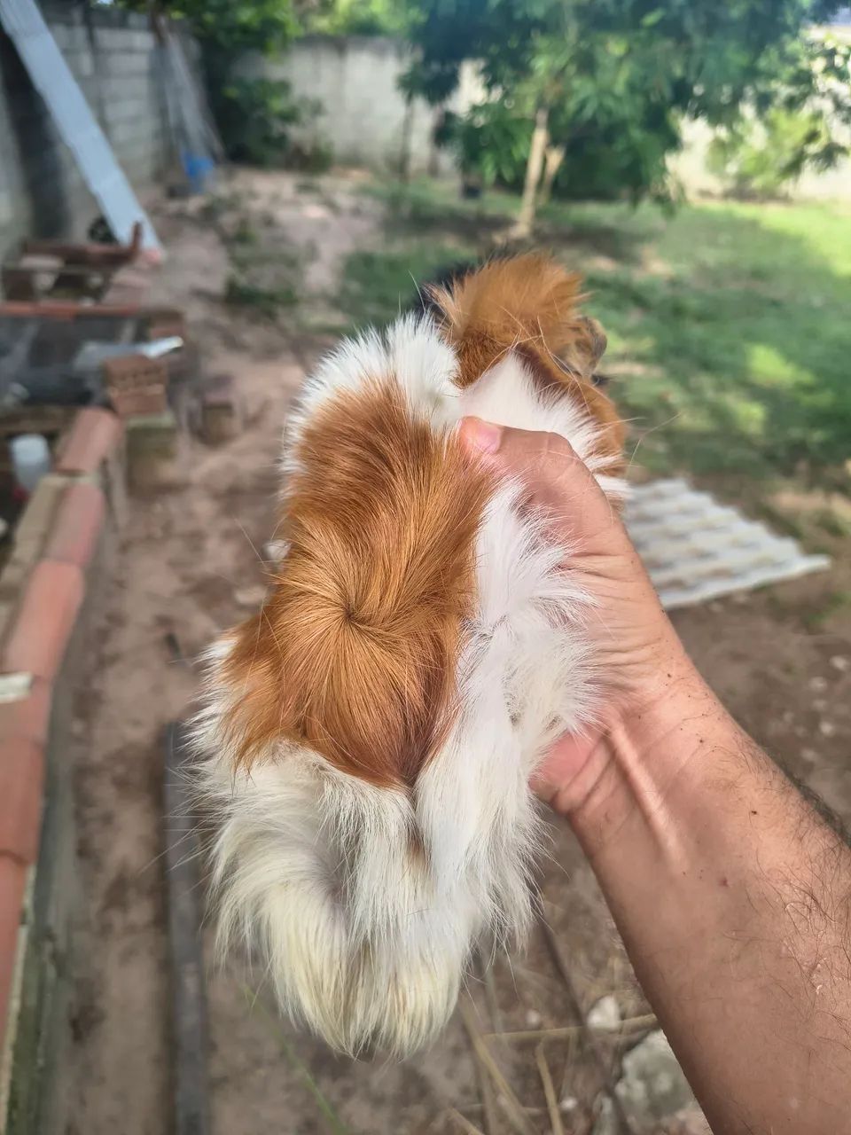 Porquinhos da índia MACHOS - Foto 3