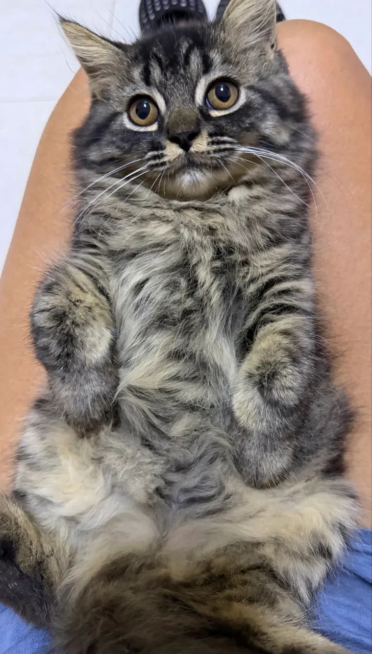 Gatos persas